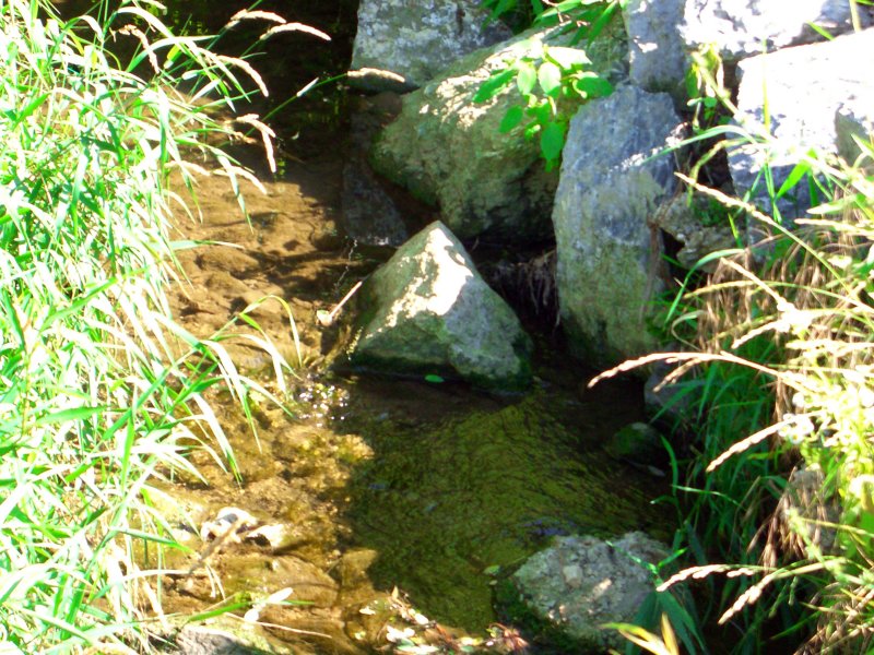 Walking by the stream