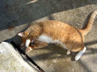 Garfield - The Neighborhood Cat