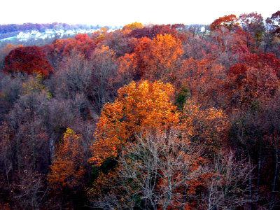 Coming into the Tree Tops