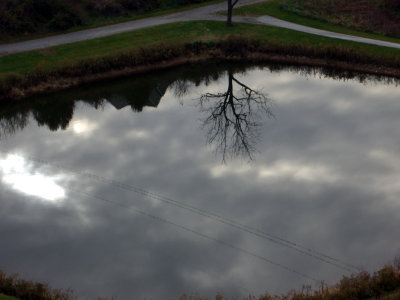 Pond at Springwood