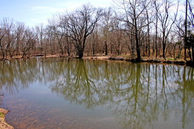 Tree Reflections