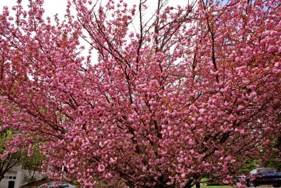 Jen's Tree Today