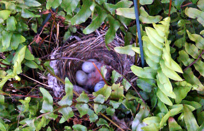 Kelly's Bird Nest