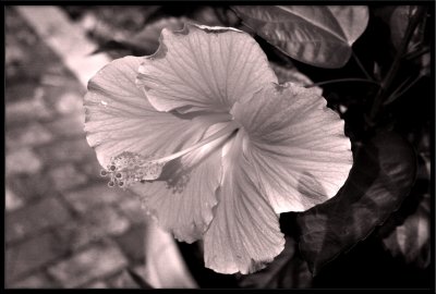 B&W with a touch of red filter