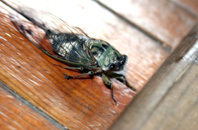 Friendly Bug