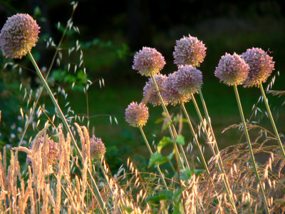 elephant garlic ready to pull.jpg