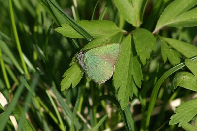 Grnsnabbvinge (Callophrys rubi)