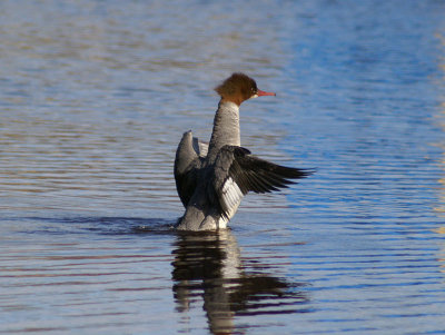 Goosander (Mergus merganser)