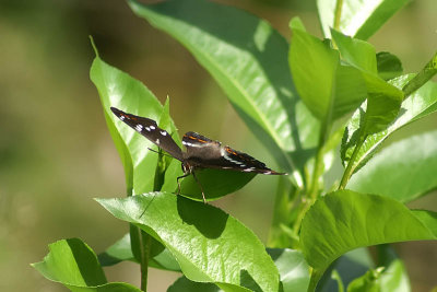 Aspfjril (Limenitis populi)