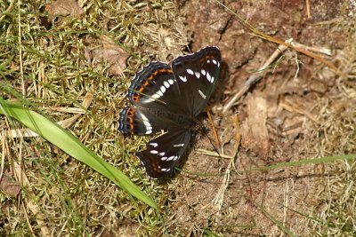 Aspfjril (Limenitis populi)