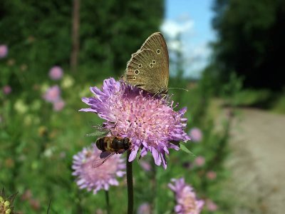 Luktgrsfjril (Aphantopus hyperantus)