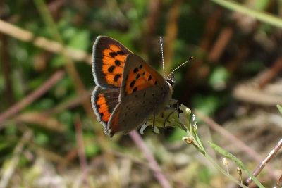 Mindre guldvinge (Lycaena phlaeas)