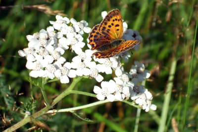 Vitflckig guldvinge (Lycaena virgaureae)