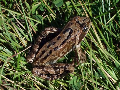 Lngbensgroda (Rana dalmatina)