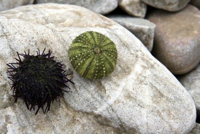 Shore Fruits