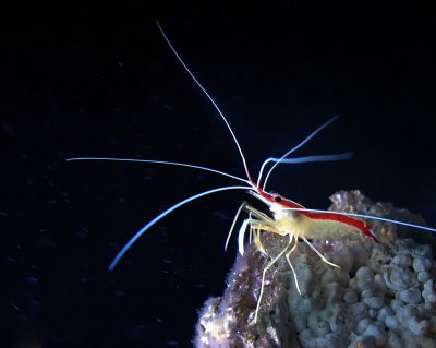 Glowing Shrimp
