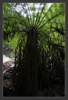 Fern Tree