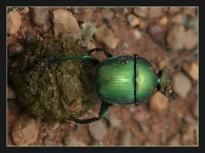 Smaragd Dung Beetle