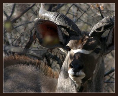 KUDU