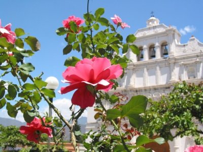 Iglesia y Rosas del Parque Central