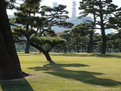 Tokio es una Ciudad  muy Jardinizada