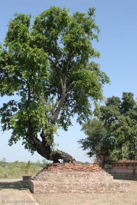 El Tiempo Destruye las Ruinas (Wat Mahe Yong)