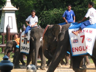 Partido de Futbol Entre Elefantes