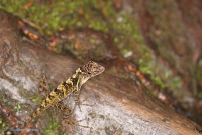 Reptil Tipico del Habitat