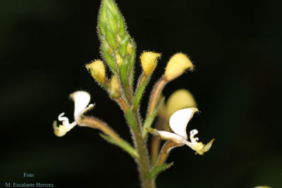 Flora Propia del Bosque Nuboso