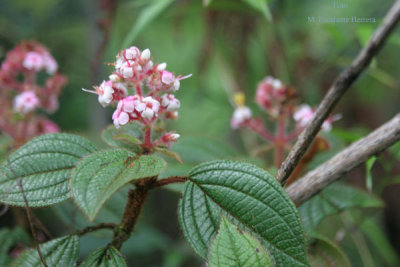 Flores de las Muchas que se Encuentran