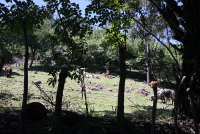 Fincas Ganaderas Cercanas a la Poblacion