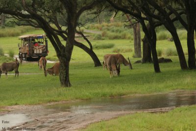 En la Seccion Africana Puede Hacerse un Autentico Safari