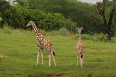 Girafas en la Seccion Africana