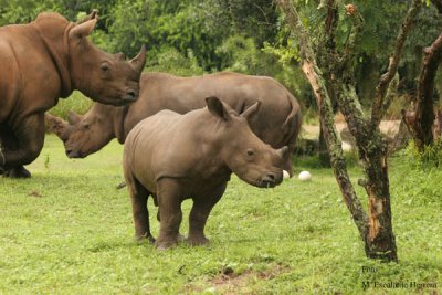 Imposible Estar Mas Cerca de una Familia de Rinocerontes