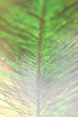 El Plumaje Iridiscente del Quetzal es Unico