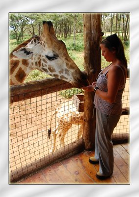 Sharon Feeding a Rothschild Giraffe