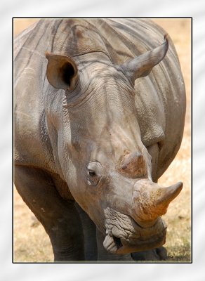 White Rhino