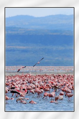 Flamingo's on the Lake