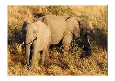 Elephants From Above