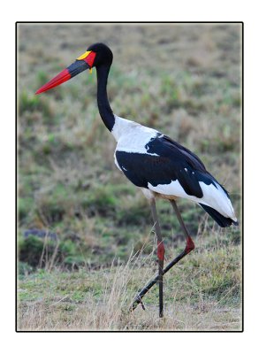 Birds of The Mara