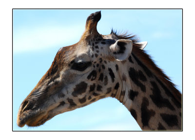 Maasai Giraffe