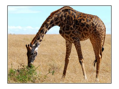 Maasai Giraffe Feeding