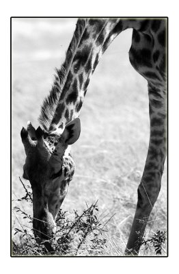 Giraffe