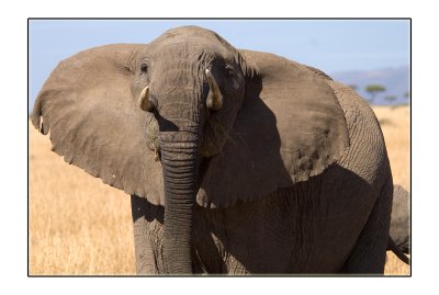 Elephants