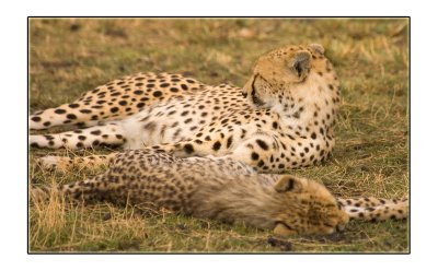 Cheetah and Cub