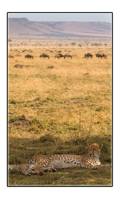 Cheetah and Migration