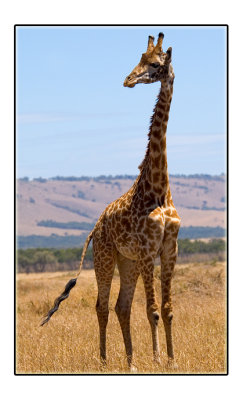 Maasai Giraffe