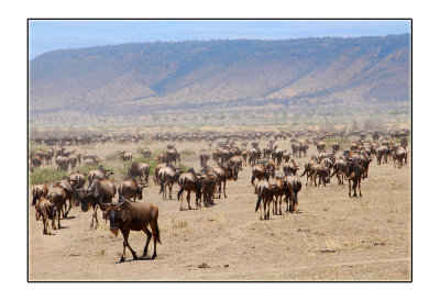 Wildebeest Below Escarpment