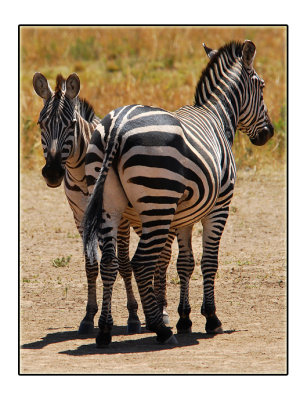 Plains Zebra