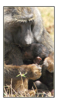 Baboon and Baby